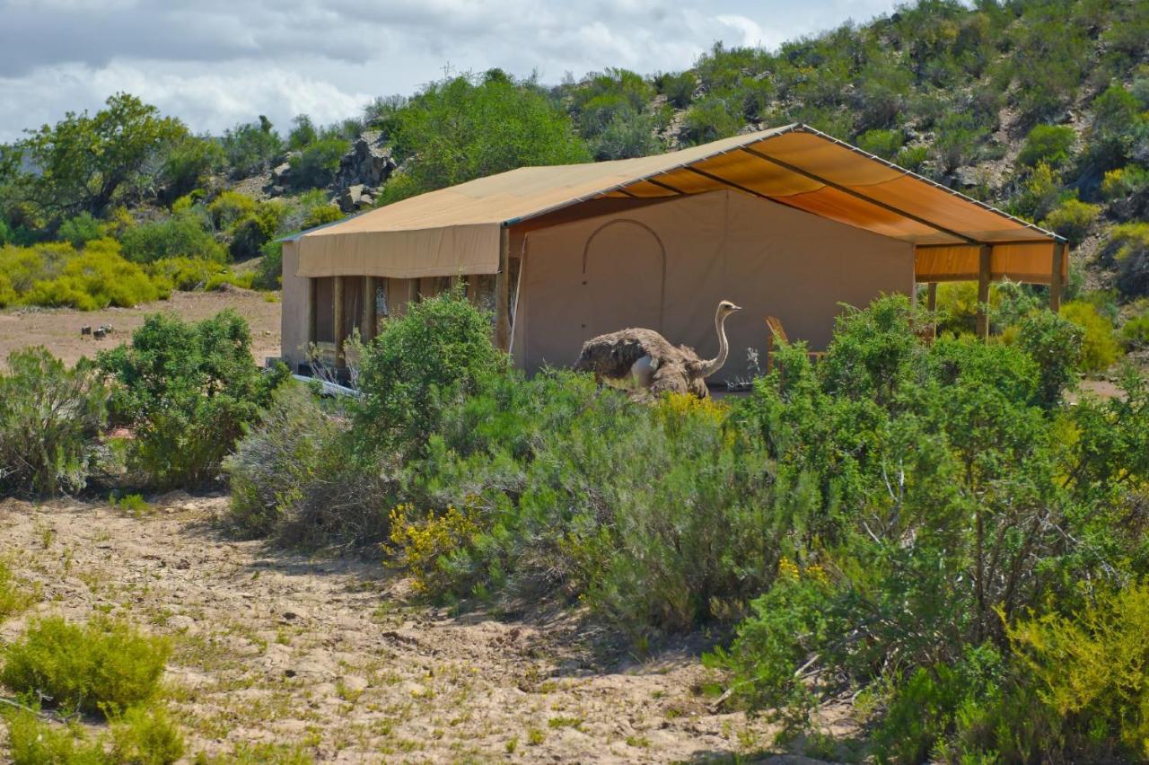 African Game Lodge 몬터규 외부 사진