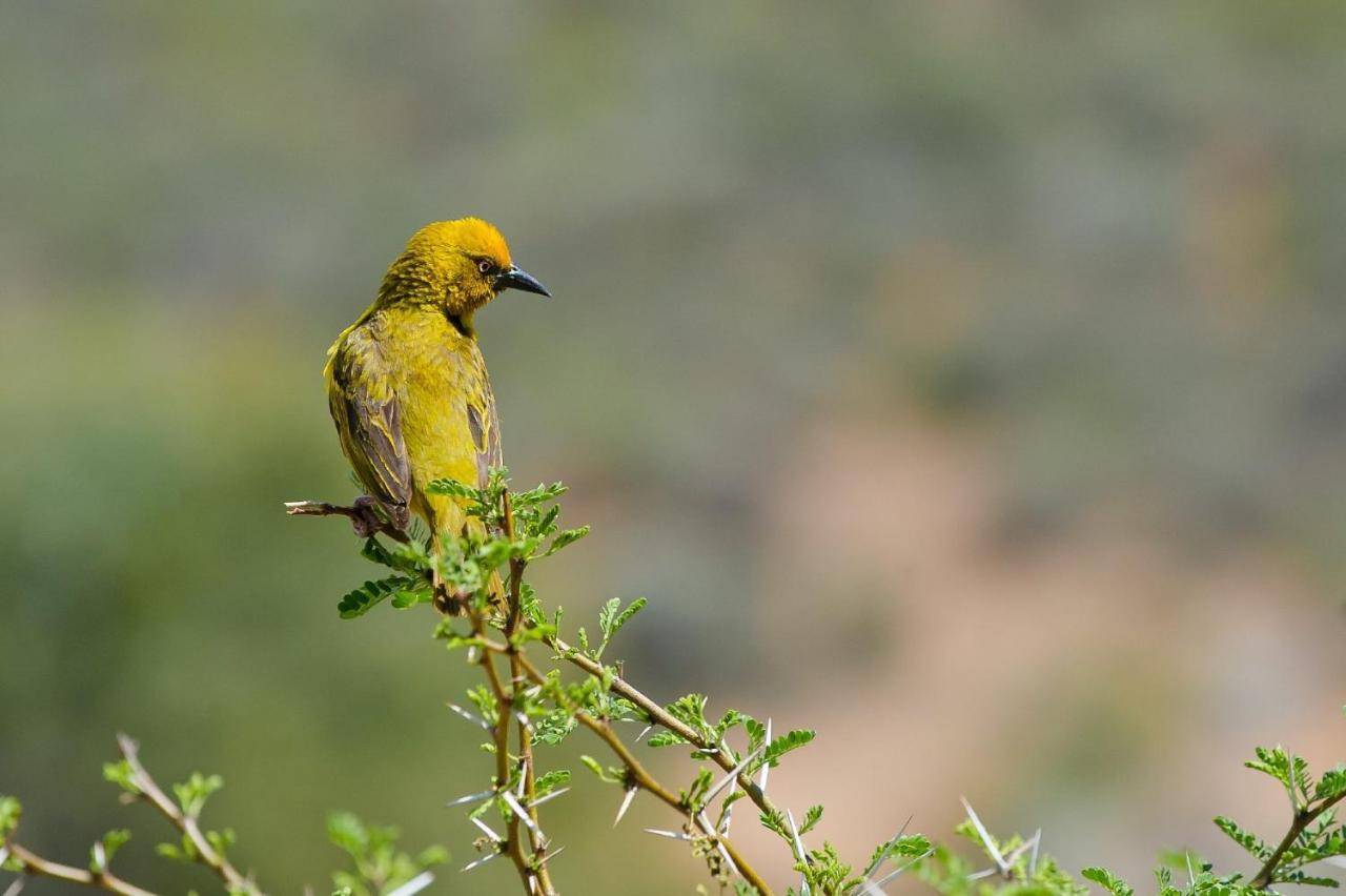 African Game Lodge 몬터규 외부 사진