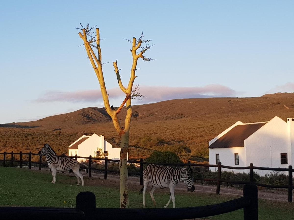 African Game Lodge 몬터규 외부 사진