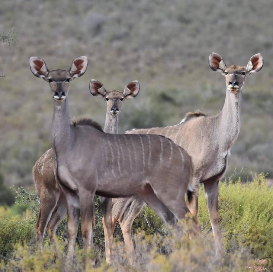 African Game Lodge 몬터규 외부 사진