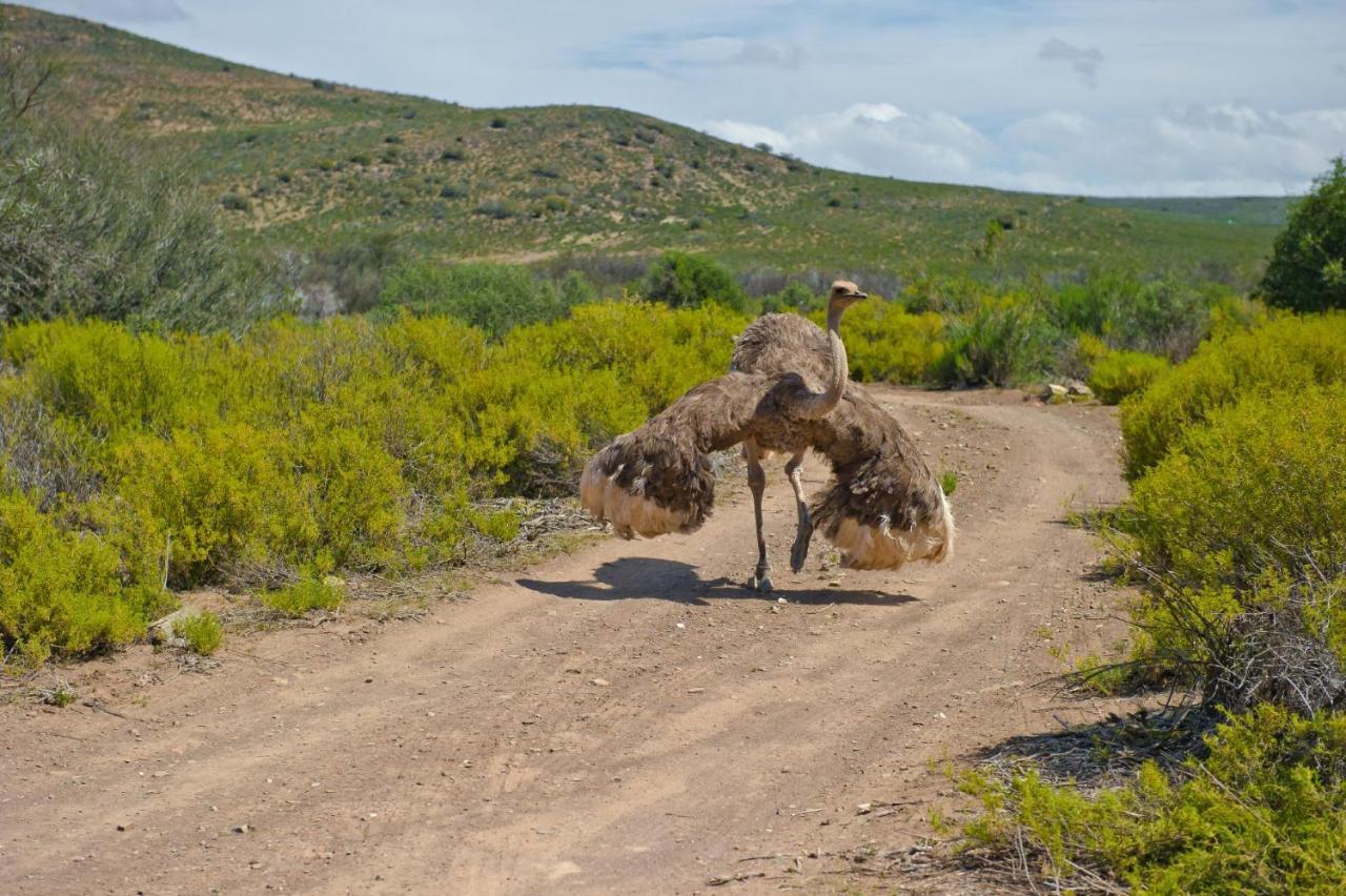 African Game Lodge 몬터규 외부 사진